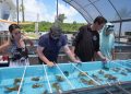 Forscher bringen Elchgeweihkorallen an Land