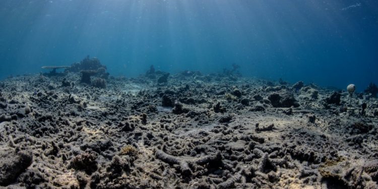 Bombenfischen: KI-Analyse erfasst 3567 Explosionen vor Indonesien