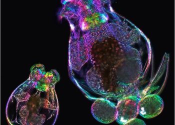 Mütterliches Alter wirkt bei Rädertierchen wohl epigenetisch