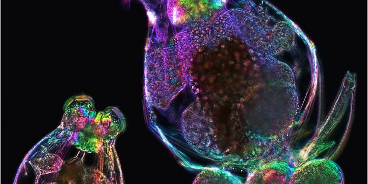 Mütterliches Alter wirkt bei Rädertierchen wohl epigenetisch